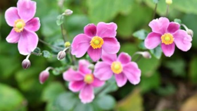 秋明菊ふたたび