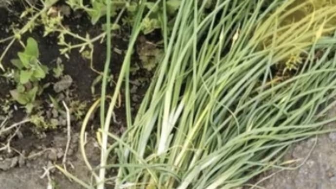 野草をいただく