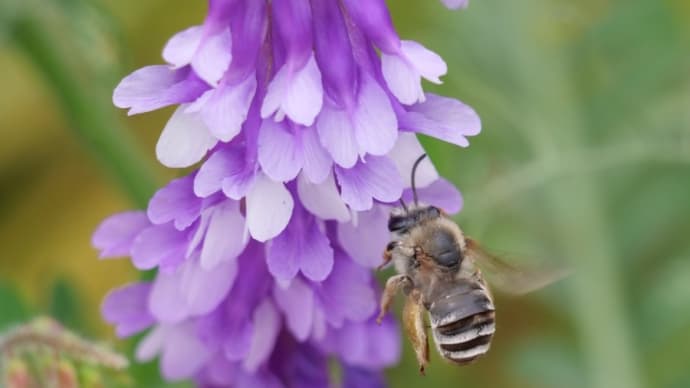 野原に咲く藤の花?ナヨクサフジ