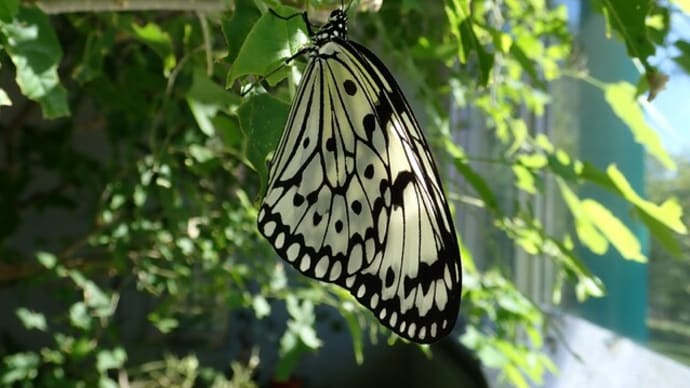 パピヨンシャトｰの生き物