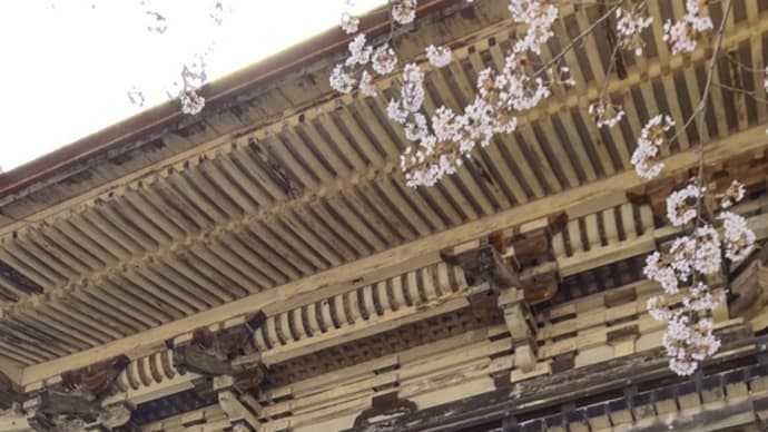 滋賀　大津の三井寺の桜