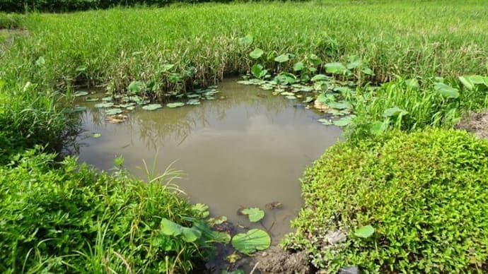 田植えが済んだ棚田に手押しポンプ