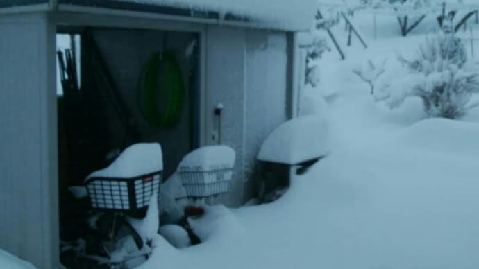 降ったね~❄