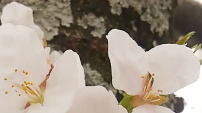 桜の珈琲とオトンのような心境