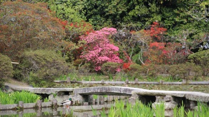 梅宮大社に咲く花々