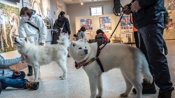 白銀の東北旅 その14 大館市秋田犬の里と名湯巡り