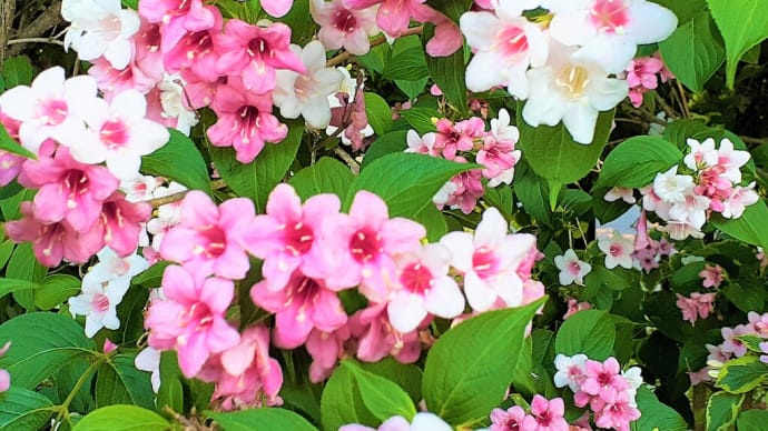 お花で一休み(169)「匂(香り)があり、蕃(外国)からの茉莉(ジャスミン類)」という意味の花