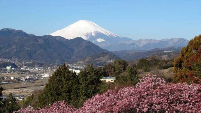 河津桜と富士山、高松山【神奈川県】