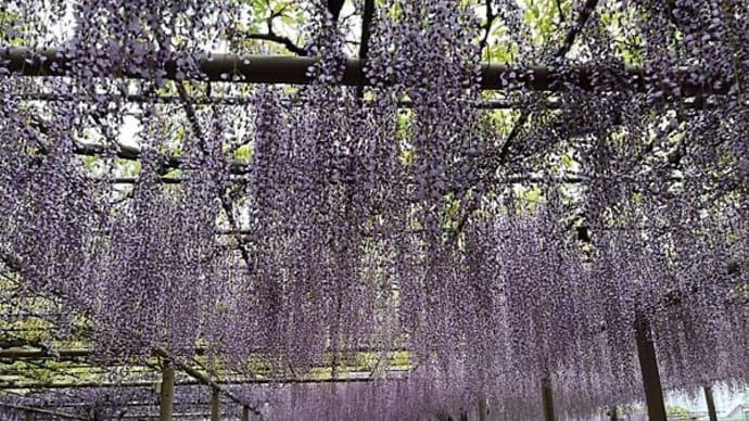 藤満開! 「曼陀羅寺公園」の藤まつりへ!