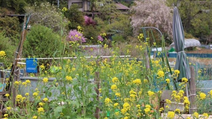 花が咲き乱れる山里ユガテ(2014年4月22日)