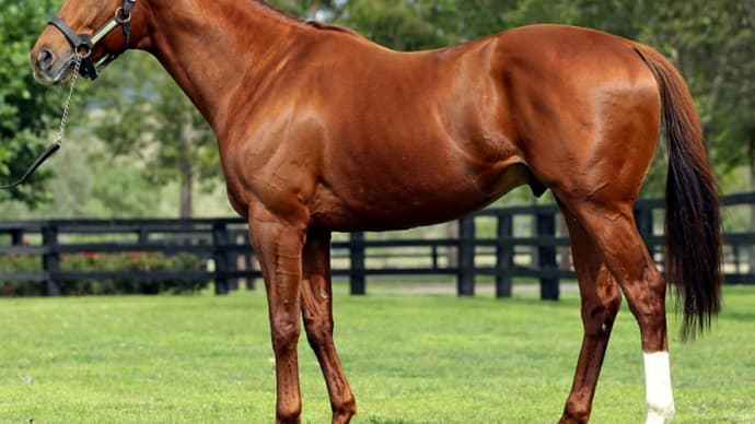 【JBBA繋養種牡馬】~2020年度種付料と2019年度種付頭数