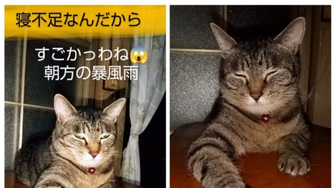 凄かったわよ❗️朝方の暴風雨💦