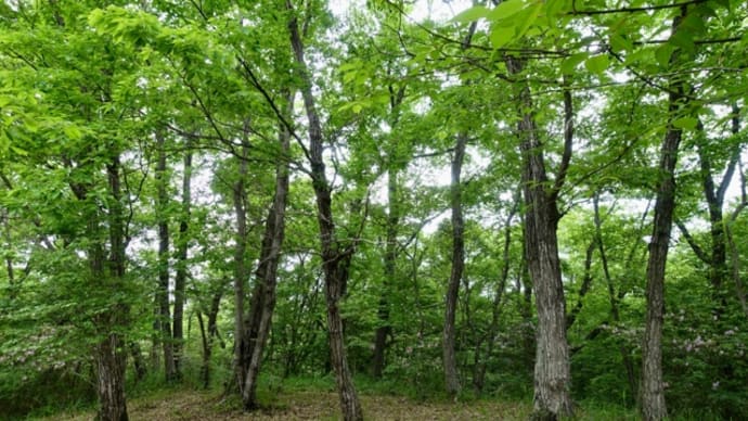 森林教育指導者養成講座＠三重県上野森林公園