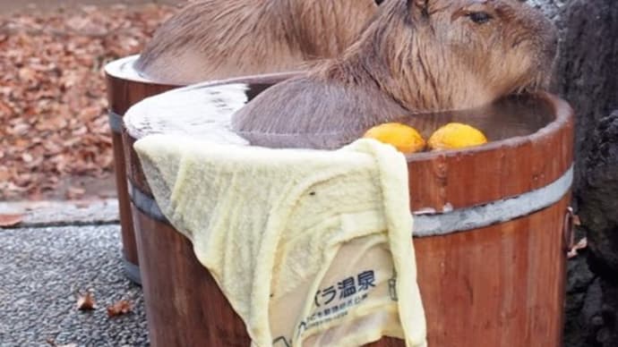 ご近所ではないですが…冬のSCZ動物園