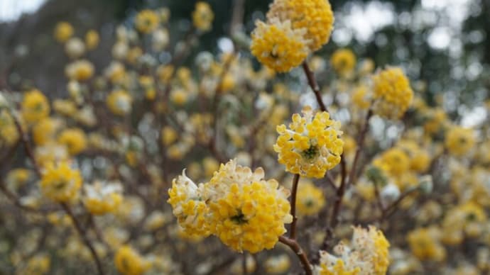 春の花:ミツマタ