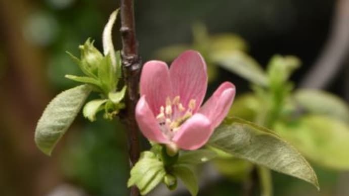 小石川植物園　カリンの花　　　　17