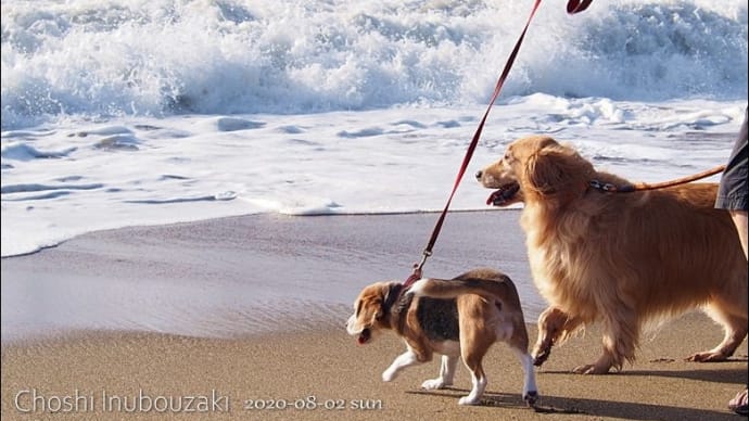 ハッシュタグ 犬 ゴールデンレトリバー ミニチュアダックスフント ビーグル ワンコと海 犬吠埼 Goo Blog Gooブログ ハッシュタグ 犬 ゴールデンレトリバー ミニチュアダックスフント ビーグル ワンコと海 犬吠埼 Goo Blog Gooブログ