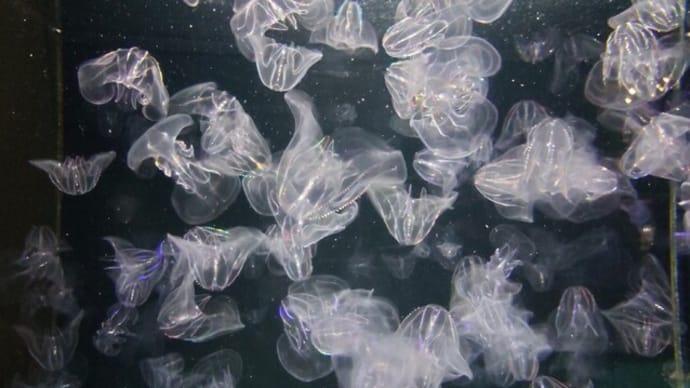 9月22日(日)23日(月)加茂水族館～箱虫綱･ヒドロ虫綱･有触手綱のクラゲたち