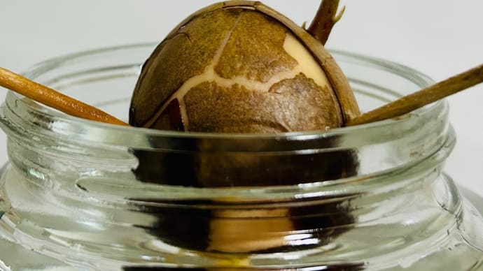 「ブルベリー🫐」に新芽🌱続々と「アボカド🥑水耕栽培」のその後(o^^o)