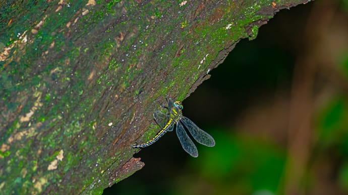 ネアカヨシヤンマ（産卵）