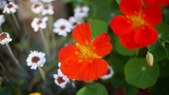 ボケがきれいなMFのEマウントレンズ 7artisans 25mm F1.8