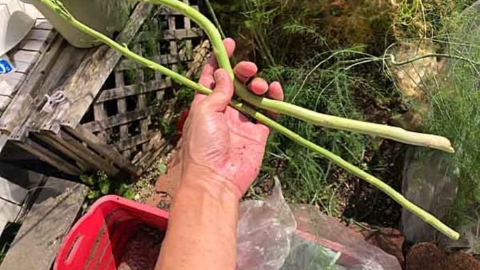暴れアスパラガス収穫と薔薇のケア!