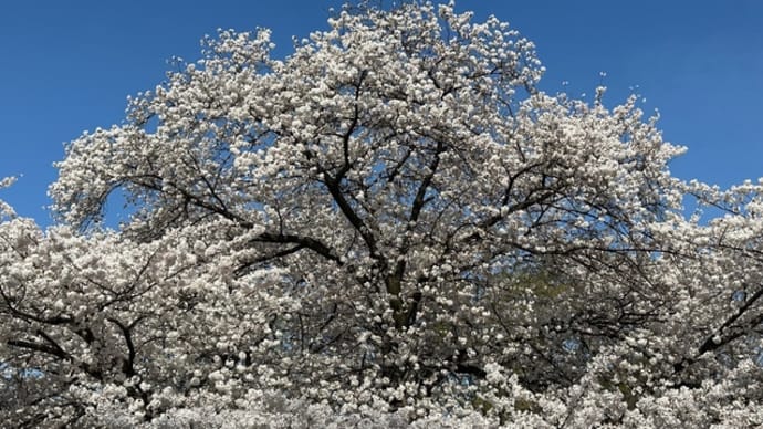 砧公園（世田谷区）