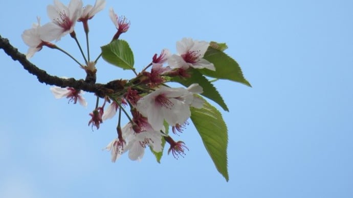 落花と鳩
