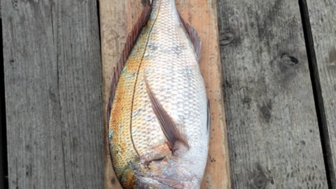 本日の釣果
