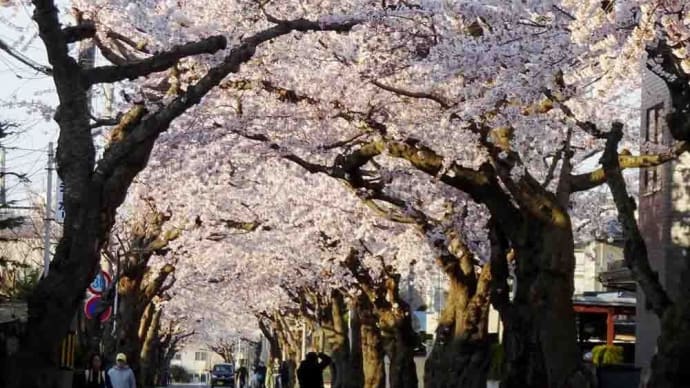 「桜が丘通の桜並木2019年4月29日」思い出記事