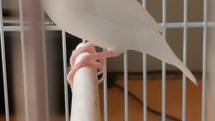 しろ
