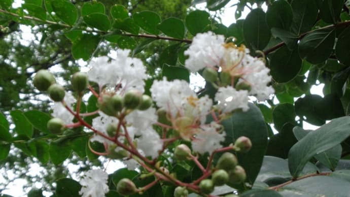 ~さるすべりの花が咲いているよ~