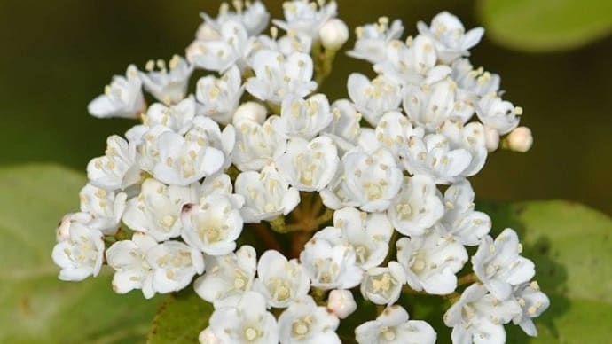 鉢植えの「トキワガマズミ・イブプラス」(1) 春の花