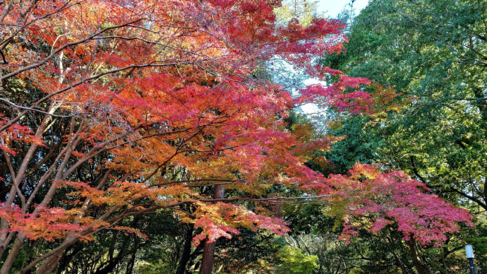上野公園、崇廣堂、俳聖殿で紅葉狩り、その2。そして渡り鳥来たる…