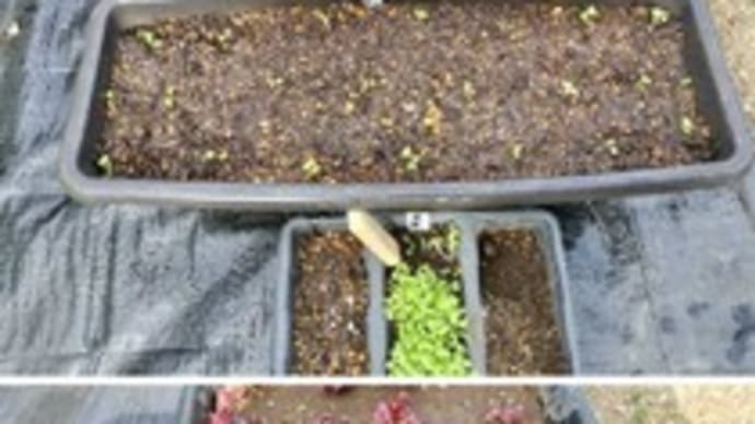 サラダ菜と水菜をビニールハウスに