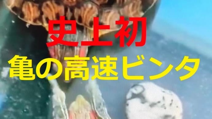 亀高速ビンタどんだけ~ !! おもしろ動画 イタッ イタイタイタイタイタ!! 仁義なき戦い