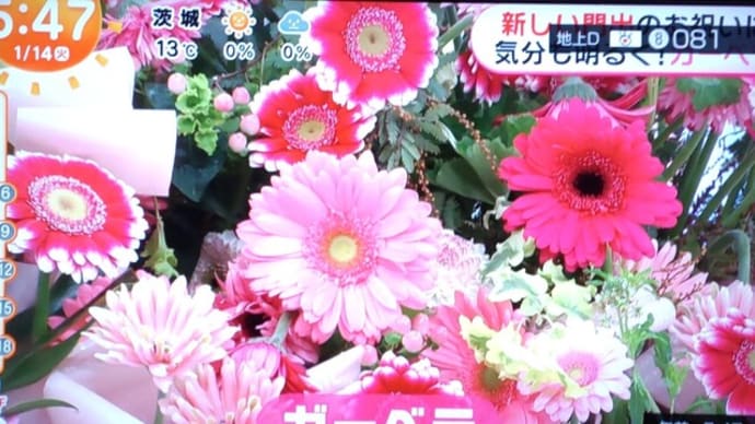 初孫・ASAちゃん 祝 成人の日