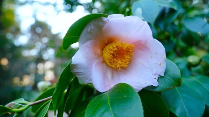 ツバキ、サザンカの花とシジュウカラ(赤塚植物園 2023.1.22撮影)