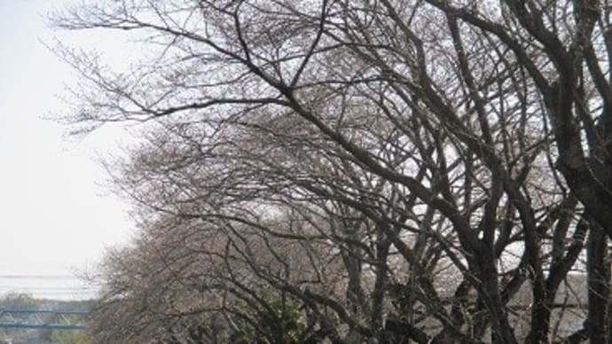 我が街のサクラは・・・
