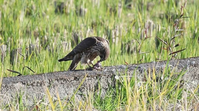 コチョウゲンボウの食事シーン