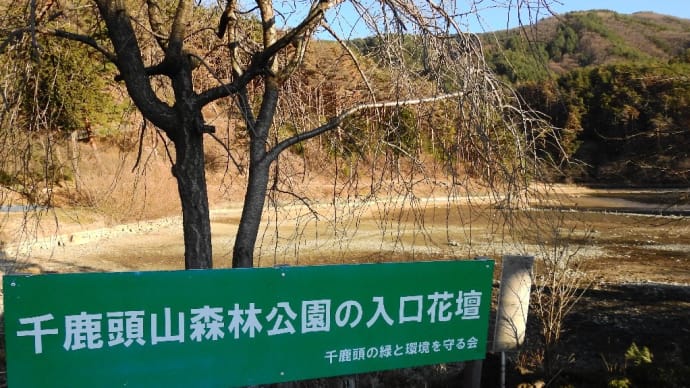 千鹿頭池の野鳥