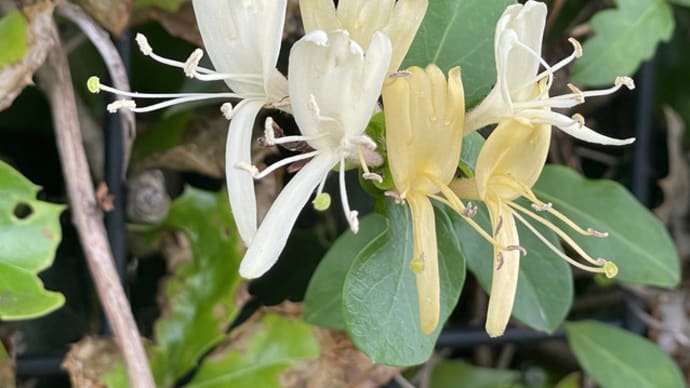 忍冬（すいかずら）の花