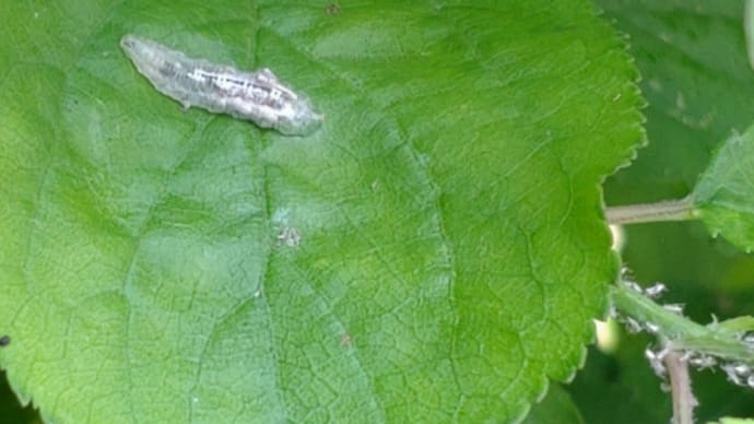 また新しい虫だな