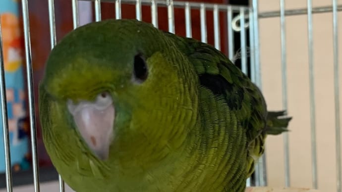 販売中❣️サザナミインコちゃんが1人餌(ペレット)になりました
