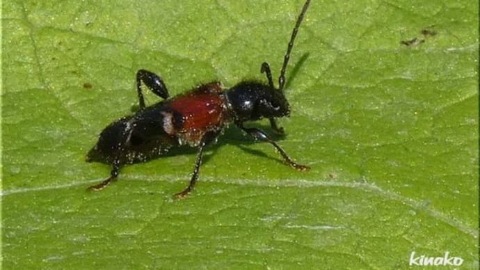 カミキリムシ3点とルイヨウボタンです。