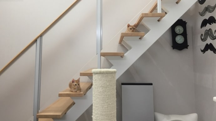 祝OPEN@ cat cafe ウイヤツメ