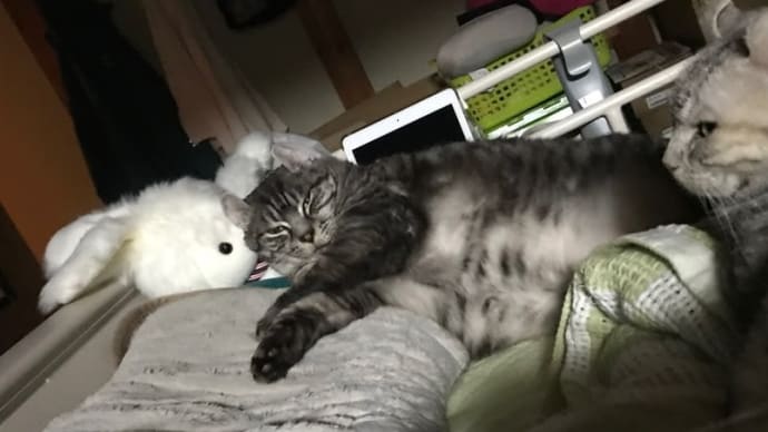 20211116の猫たちと時々犬