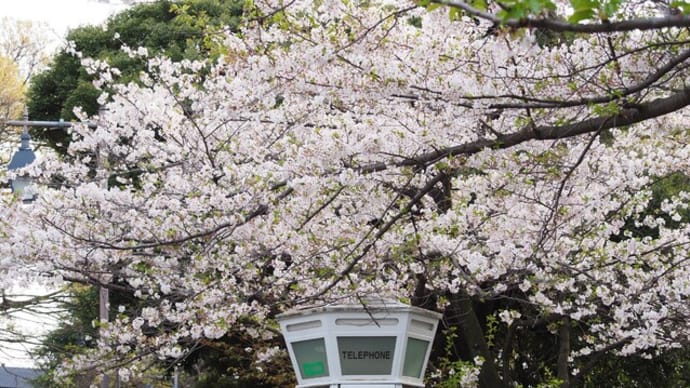 山手の桜2024