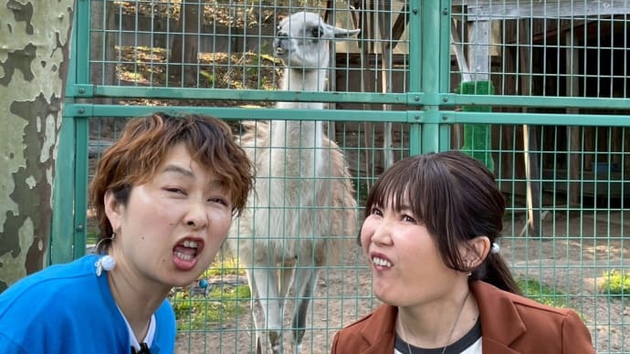 なぜか、ラマの顔真似を必死にするBBA