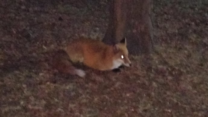 キタキツネと激闘!する🦊十勝ライフ